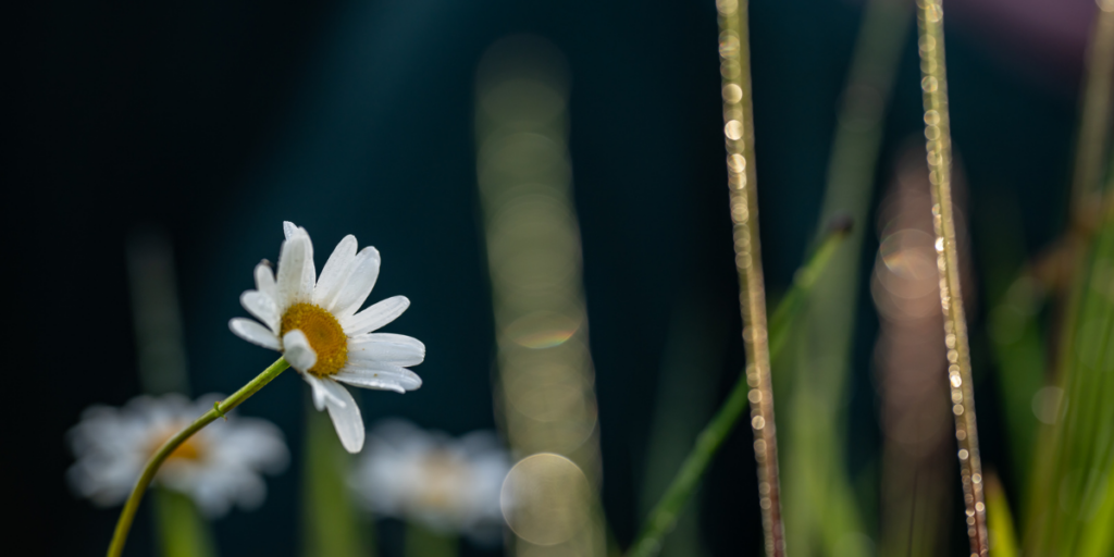 Egyéni Mindfulness Mentorálás 1 Egyeni mindfulness oktatas